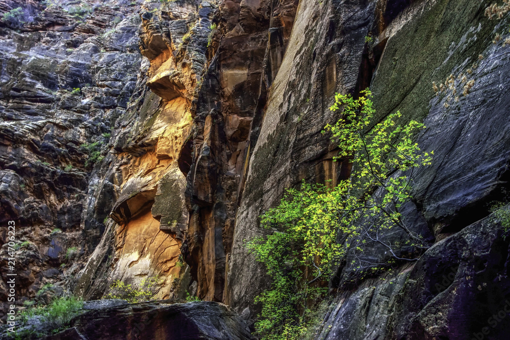 Cliffside Bush Zion Narrows