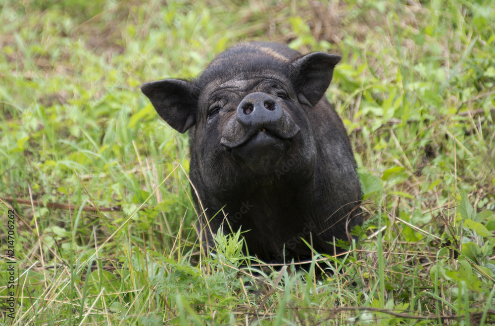 Fototapeta premium ANIMALS - black pig