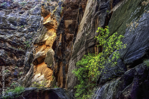 Cliffside Bush Zion Narrows