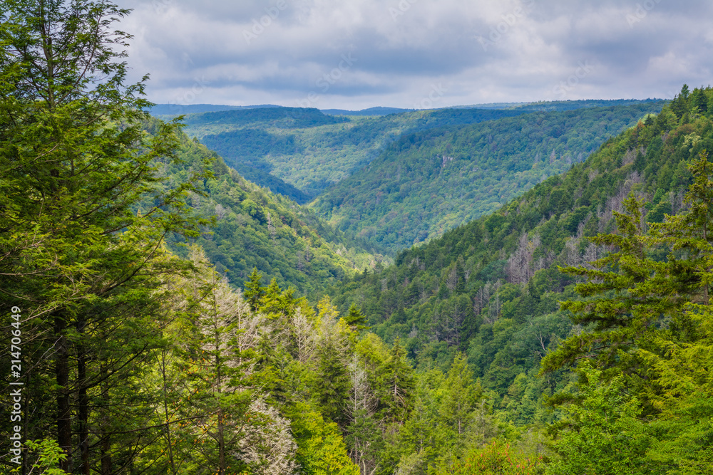 A view of the Blackwater Canyon, at Blackwater Falls State Park, West Virginia.