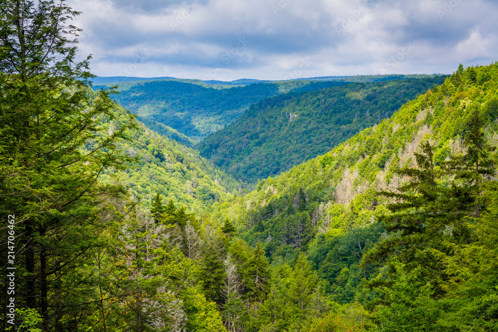 A view of the Blackwater Canyon, at Blackwater Falls State Park, West Virginia. A view of the Blackwater Canyon, at Blackwater Falls State Park, West Virginia.