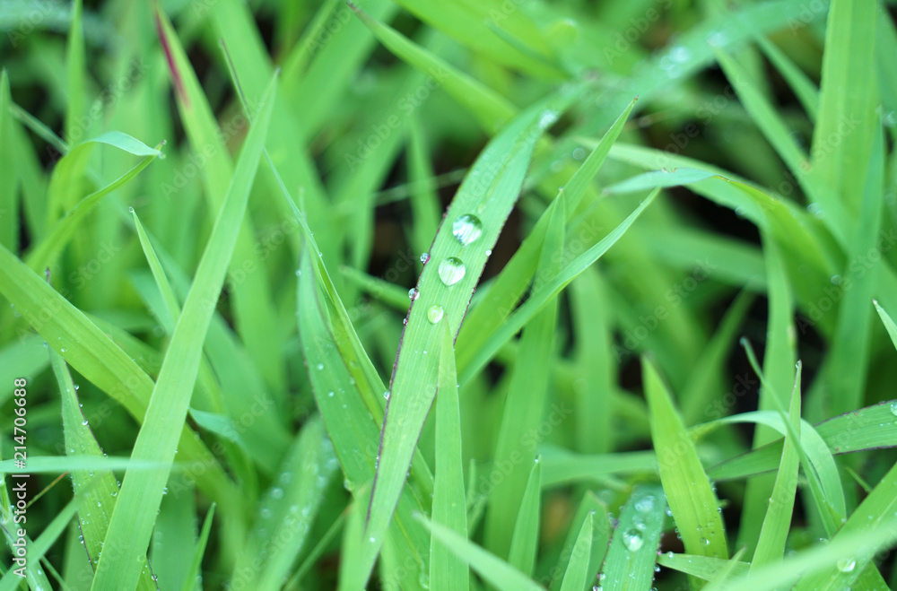 close up on the dew on green grass close up on the dew on green grass