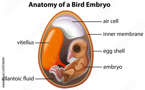 Anatomy of a bird embryo