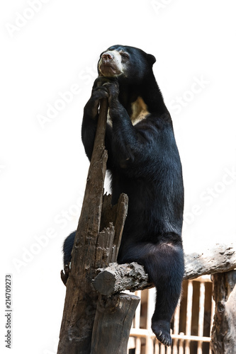 Fototapeta Naklejka Na Ścianę i Meble -  Malayan sun bear.
