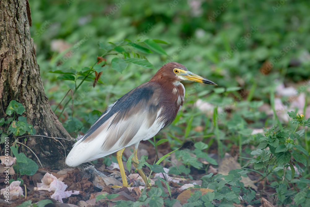 Chinese pond heron is an East Asian freshwater bird of the heron family. Chinese pond heron is an East Asian freshwater bird of the heron family.
