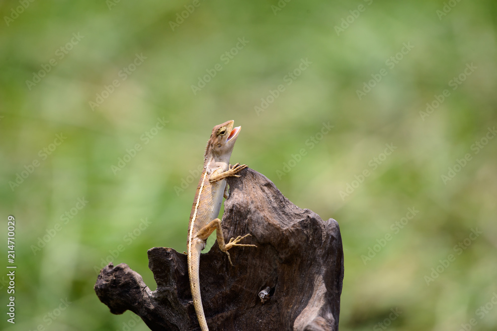 Obraz premium oriental garden lizard or eastern garden lizard in Thailand