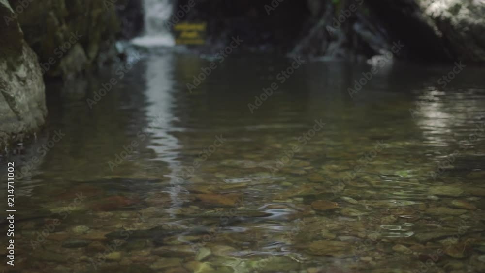 Mahseer barb fish in the natural waterfall at Asian country, thailand Mahseer barb fish in the natural waterfall at Asian country, thailand