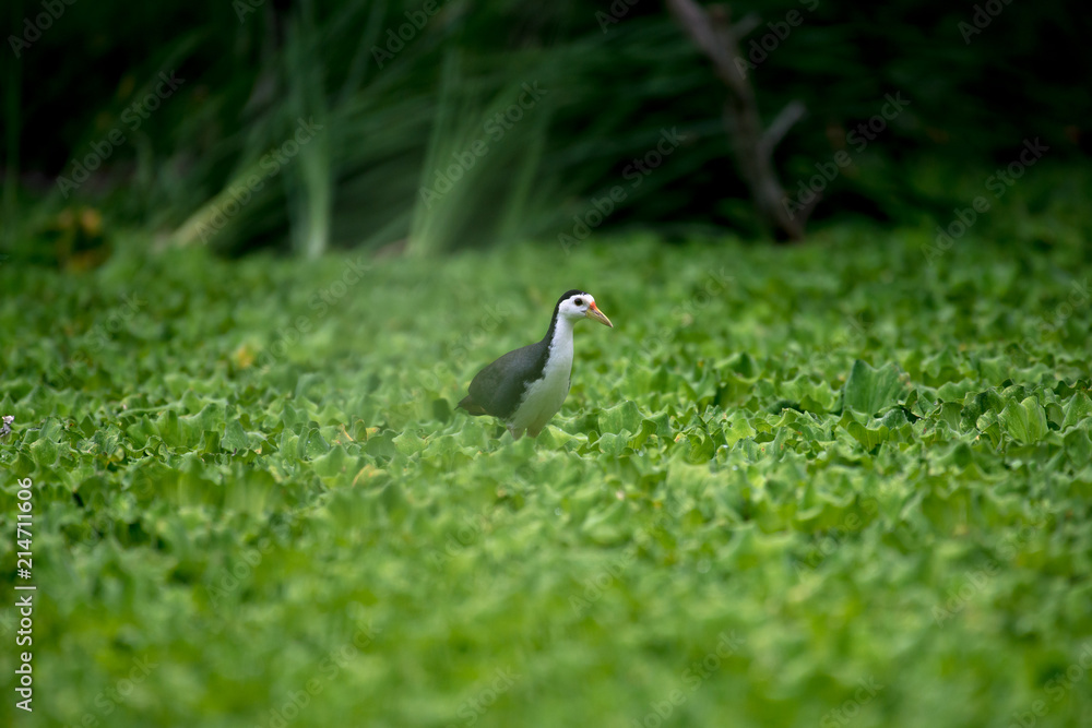 white-breasted waterhen is a waterbird of the rail and crake family. They are dark slaty birds with a clean white face, breast and belly. white-breasted waterhen is a waterbird of the rail and crake family. They are dark slaty birds with a clean white face, breast and belly.