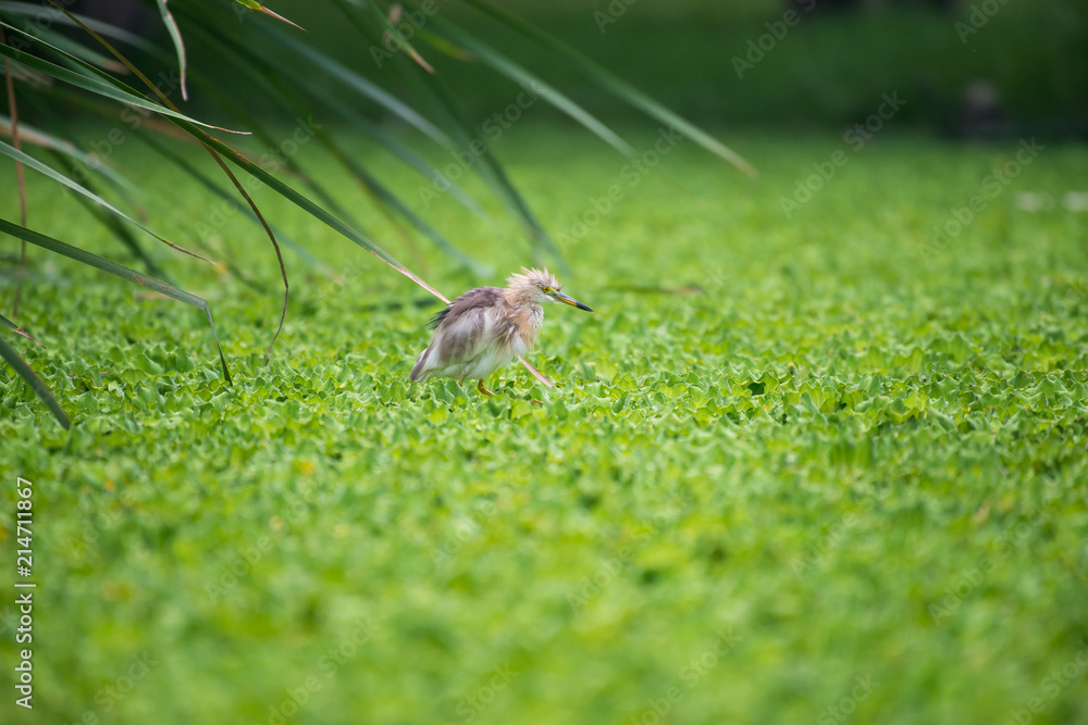 Obraz premium Chinese pond heron is an East Asian freshwater bird of the heron family. 