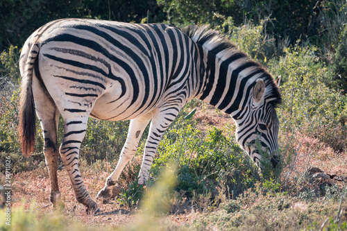 Zebra in Addo National Park, South Africa