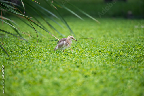 Chinese pond heron is an East Asian freshwater bird of the heron family.  © joesayhello