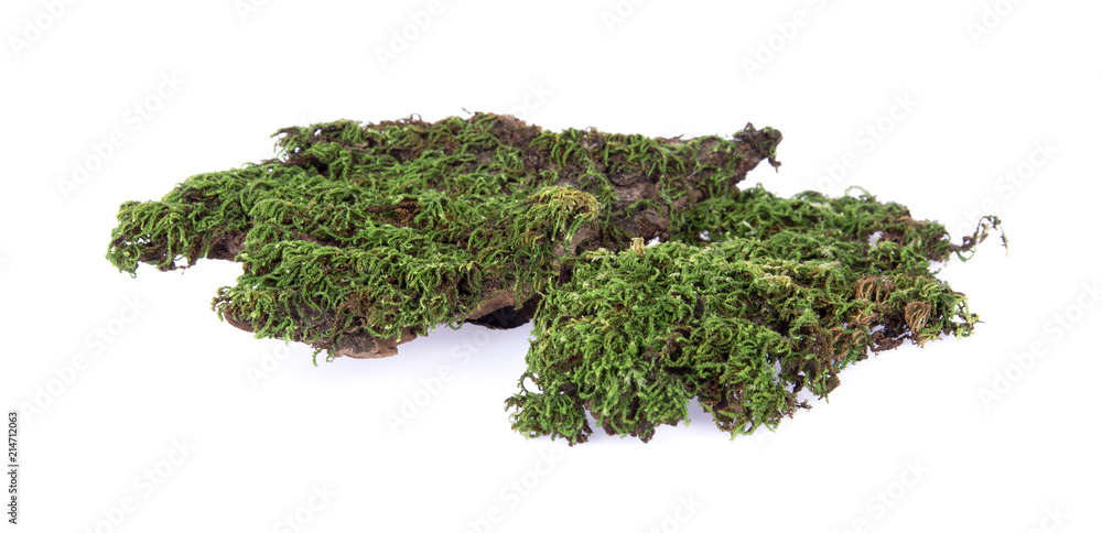 Green moss at forest isolated on white background Green moss at forest isolated on white background