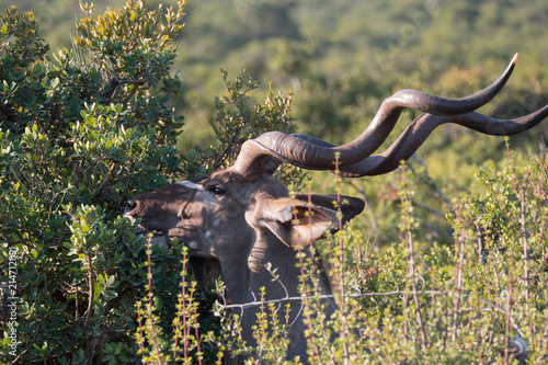 Kudu in Addo National Park, South Africa © hyserb