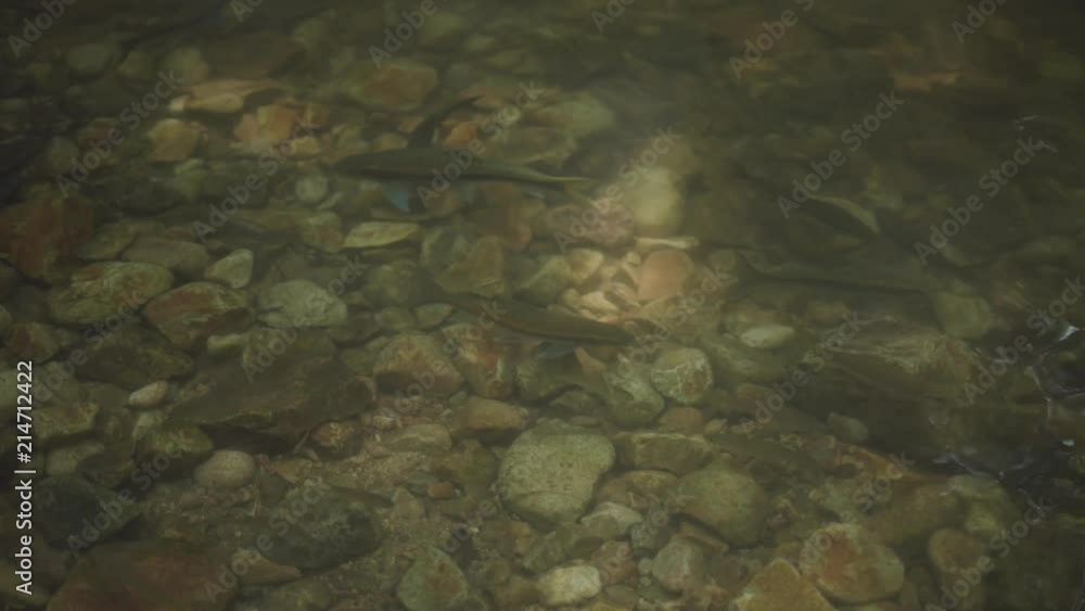 Mahseer barb fish in the natural waterfall at Asian country, thailand Mahseer barb fish in the natural waterfall at Asian country, thailand