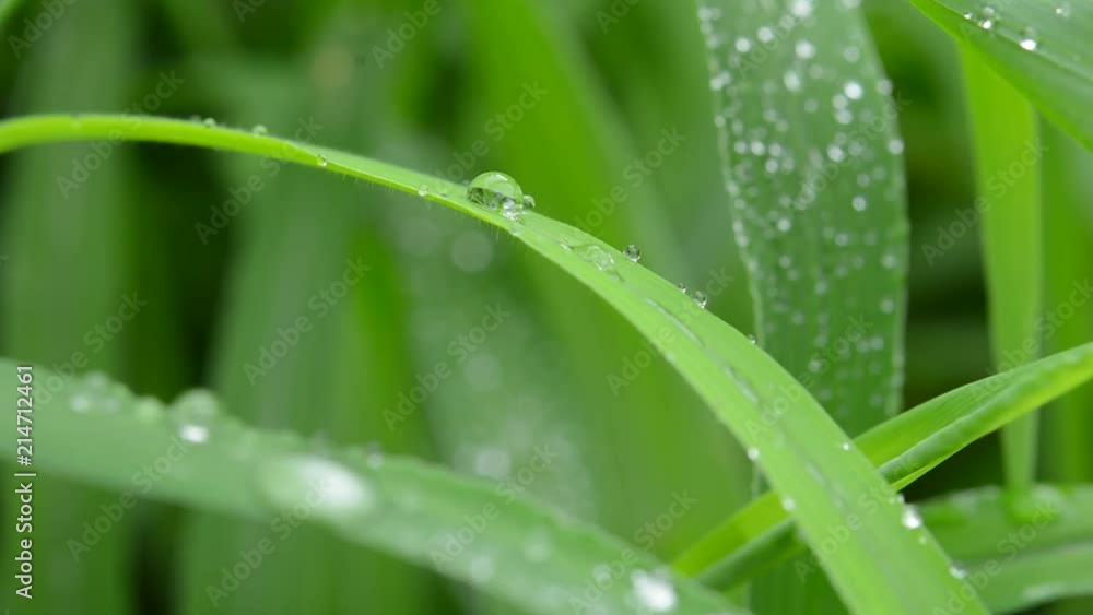 Water drops on a green leaf
Water drops on a green leaf