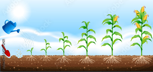 A set of corn development