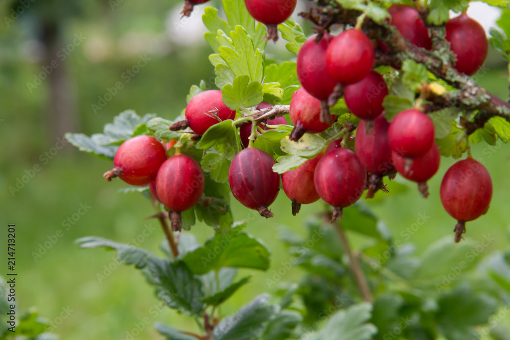 Red gooseberry in the summer garden Red gooseberry in the summer garden