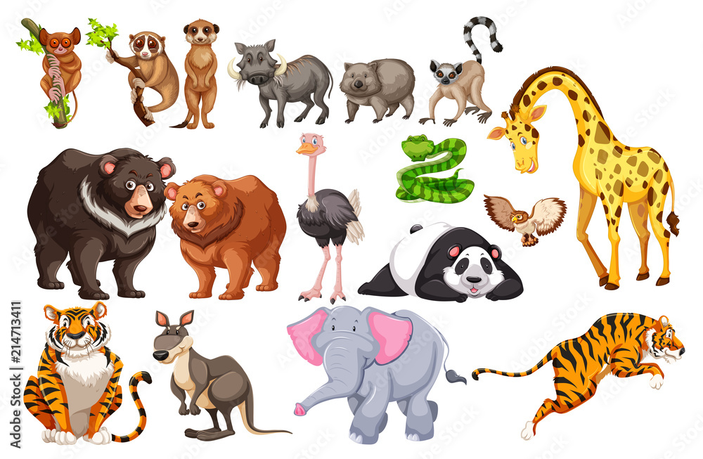 Obraz premium A Set of Wild Animals on White Background