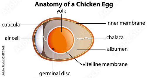 Anatomy of a chicken egg photo