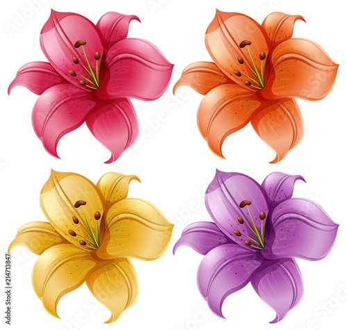 A set of lily flowers