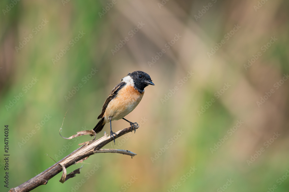 Siberian stonechat or Asian stonechat is a recently validated species of the Old World flycatcher family. It breeds in temperate Asia and easternmost Europe and winters in the Old World tropics. Siberian stonechat or Asian stonechat is a recently validated species of the Old World flycatcher family. It breeds in temperate Asia and easternmost Europe and winters in the Old World tropics.