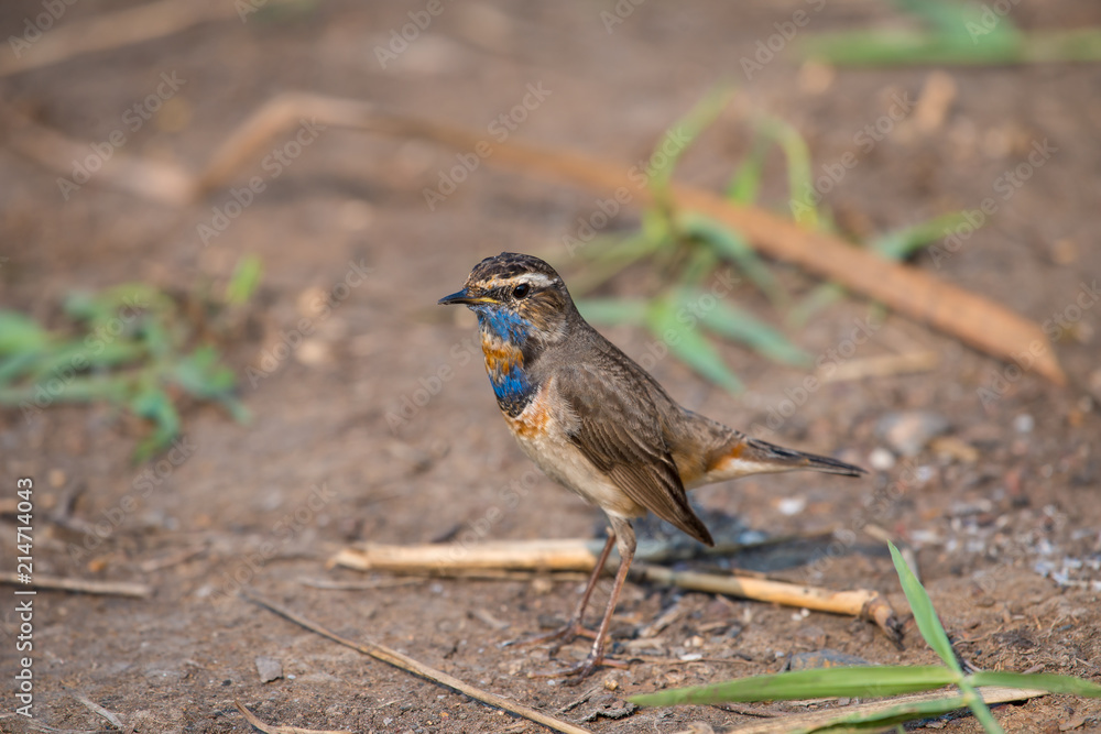 Fototapeta premium Male Bluethroats from Alaska, Bluethroat is one of the handful of birds that breed in North America and winter in Asia.