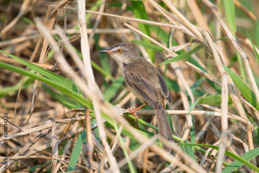 Plain Prinia or White-browed Prinia standing on the ground Plain Prinia or White-browed Prinia standing on the ground