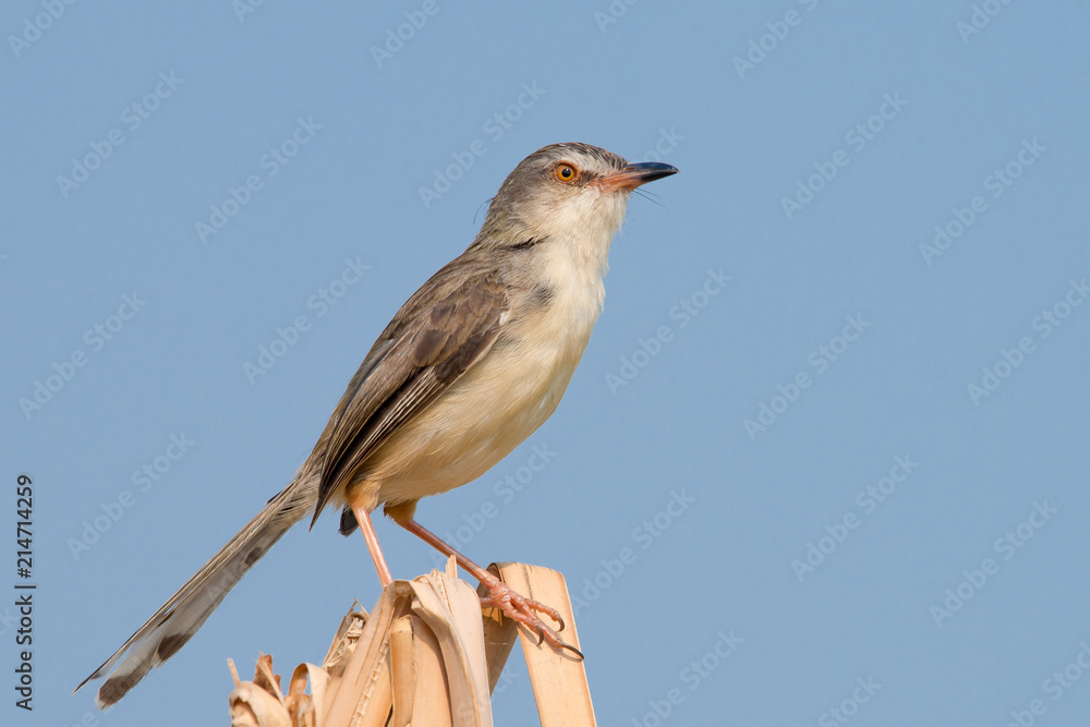 Plain Prinia or White-browed Prinia with blue sky background Plain Prinia or White-browed Prinia with blue sky background