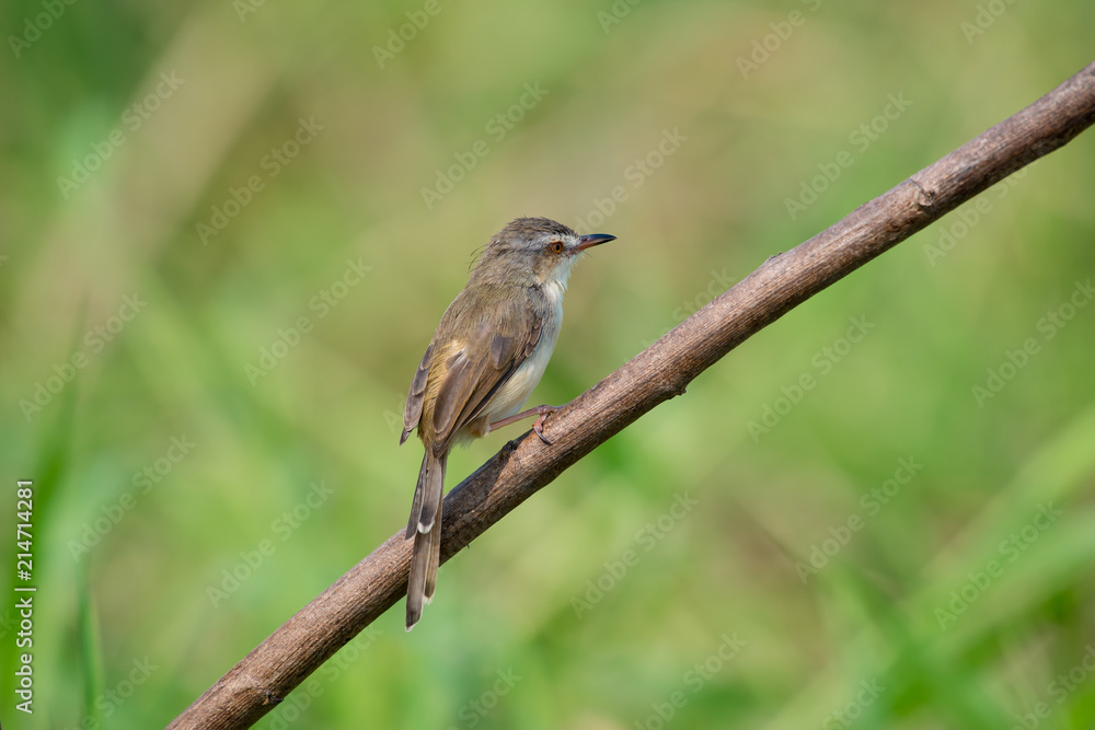 Fototapeta premium Plain Prinia or White-browed Prinia with blur green background