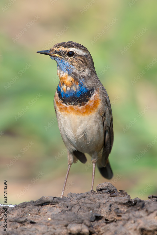 Male Bluethroats from Alaska, Bluethroat is one of the handful of birds that breed in North America and winter in Asia. Male Bluethroats from Alaska, Bluethroat is one of the handful of birds that breed in North America and winter in Asia.