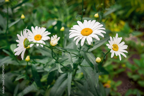 Large white chamomiles in the field on a dark green background_