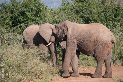 Elephants in Hluhluwe–Imfolozi Park, South Africa © hyserb