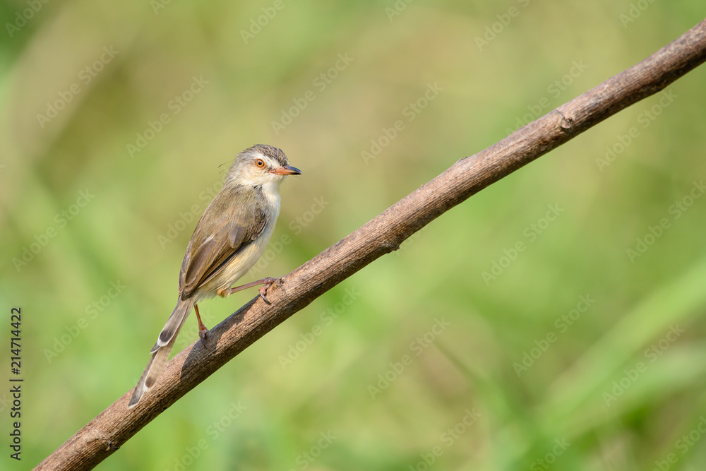 Obraz premium Plain Prinia or White-browed Prinia with blur green background