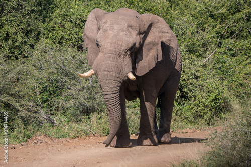 Elephants in Hluhluwe   Imfolozi Park  South Africa