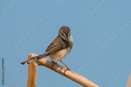 Plain Prinia or White-browed Prinia with blue sky background photo