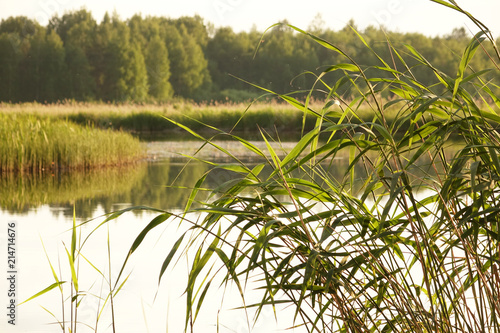 Sedge hanging on a calm lake. photo