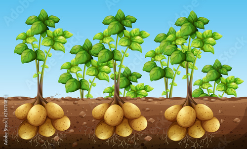 Potatos growing under ground