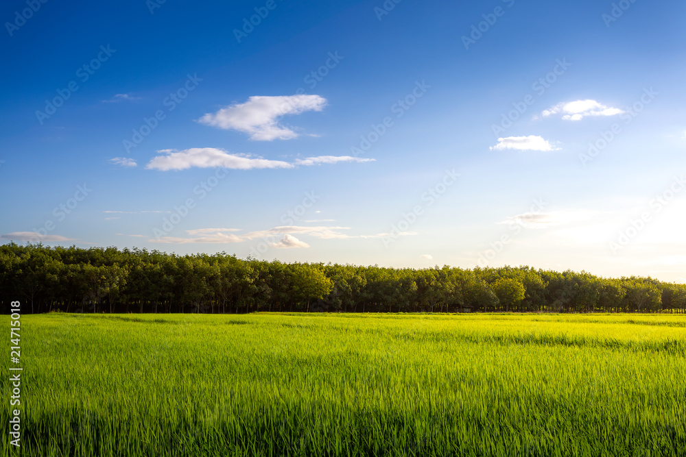 Field of green grass and perfect sky and trees Field of green grass and perfect sky and trees
