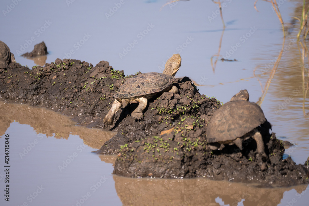 Fototapeta premium Terrapin in Hluhluwe–Imfolozi Park, South Africa