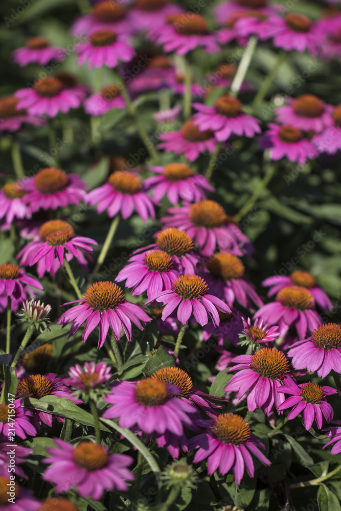 Beautiful Echinacea