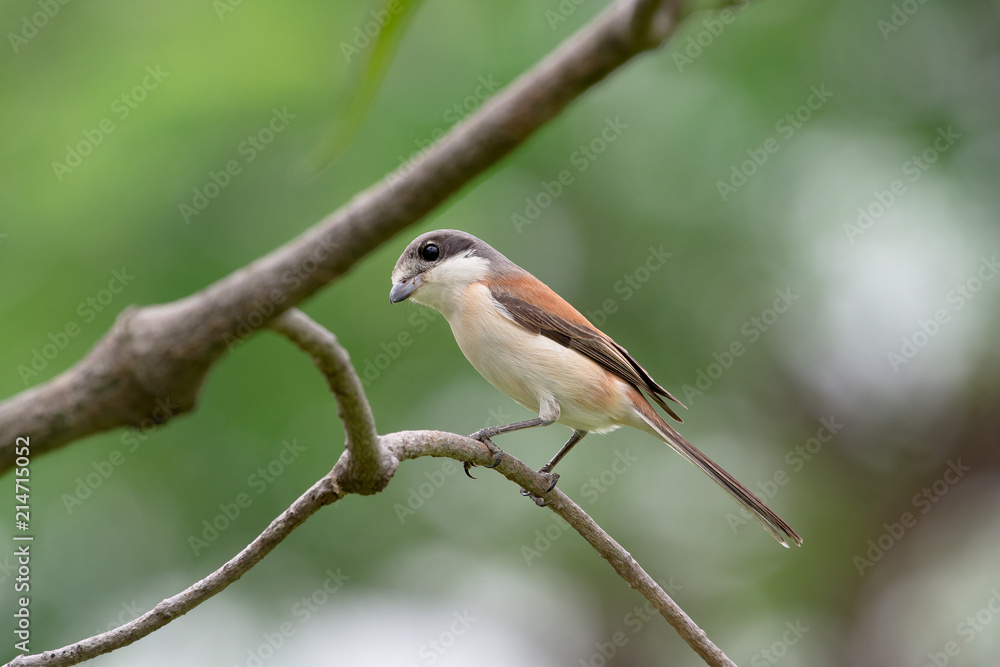 Obraz premium Burmese Shrike or Chestnut-backed Shrike is a species of bird in the family Laniidae. It is found in Bangladesh, Cambodia, China, India, Laos, Myanmar, Thailand, and Vietnam.