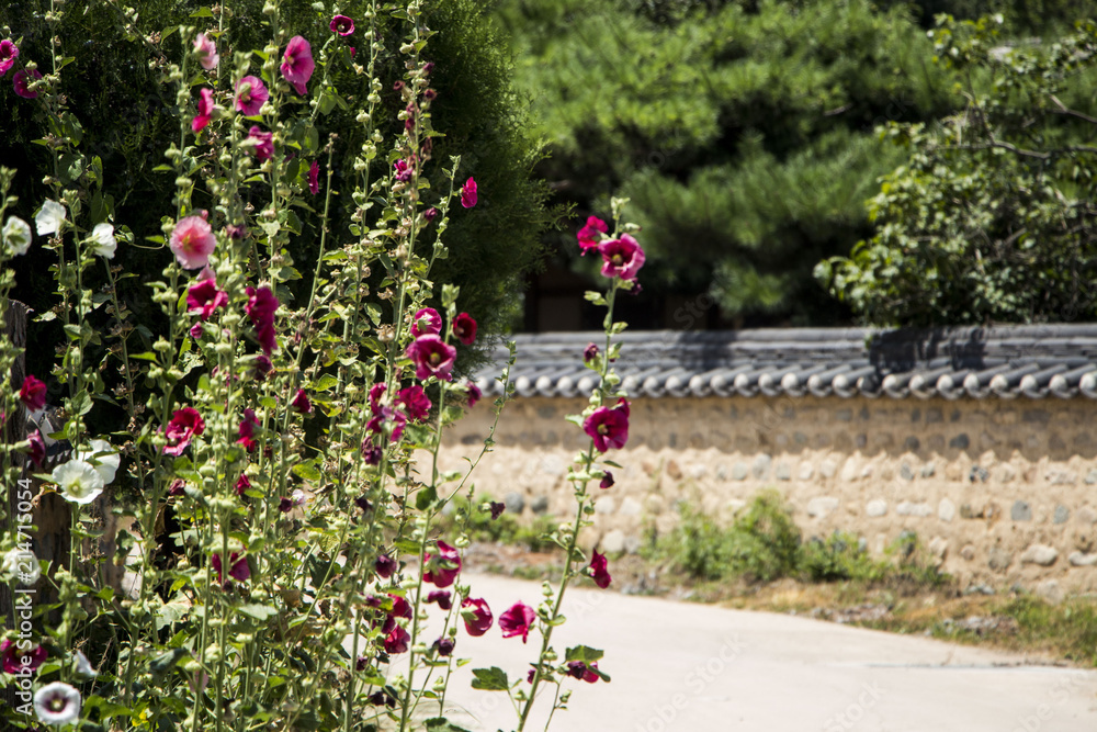 Obraz premium Beautiful hollyhock