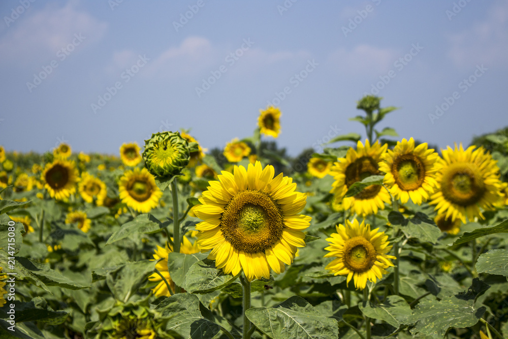 Beautiful sunflower Beautiful sunflower