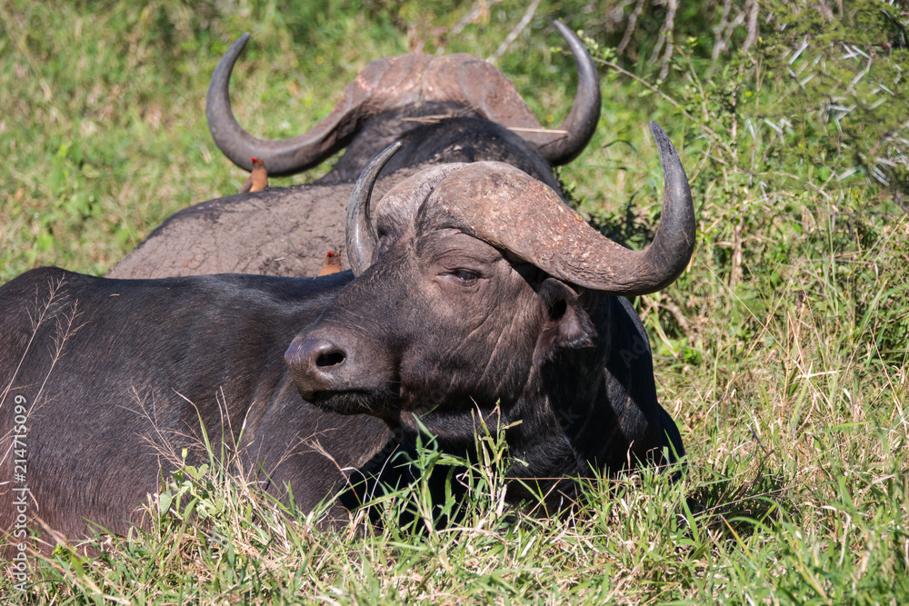 Buffalo in Hluhluwe–Imfolozi Park, South Africa Buffalo in Hluhluwe–Imfolozi Park, South Africa