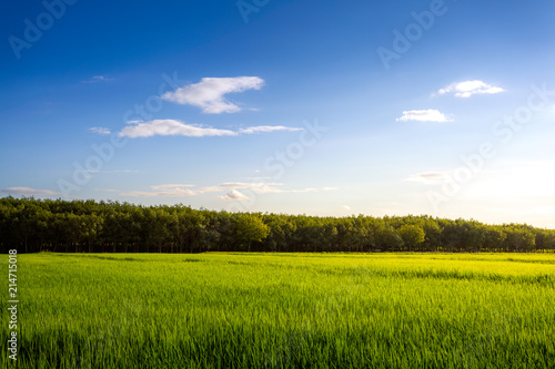 Field of green grass and perfect sky and trees
