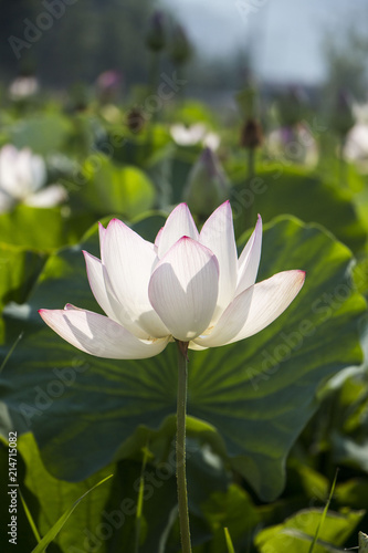 Beautiful Lotus