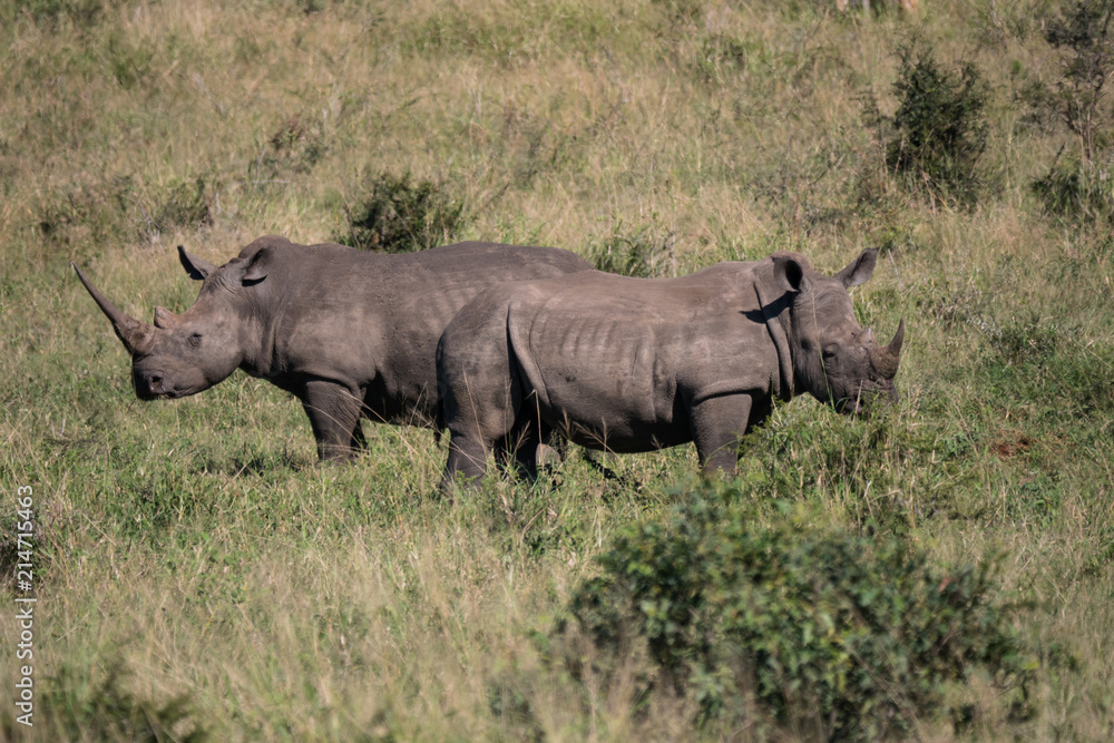 Rhino in Hluhluwe–Imfolozi Park, South Africa Rhino in Hluhluwe–Imfolozi Park, South Africa