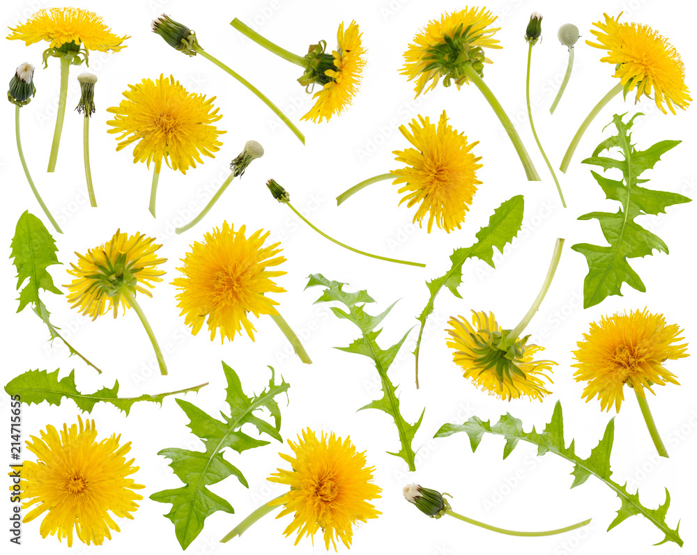 Naklejka premium Many yellow dandelions and dandelions leaves at various angles on white background
