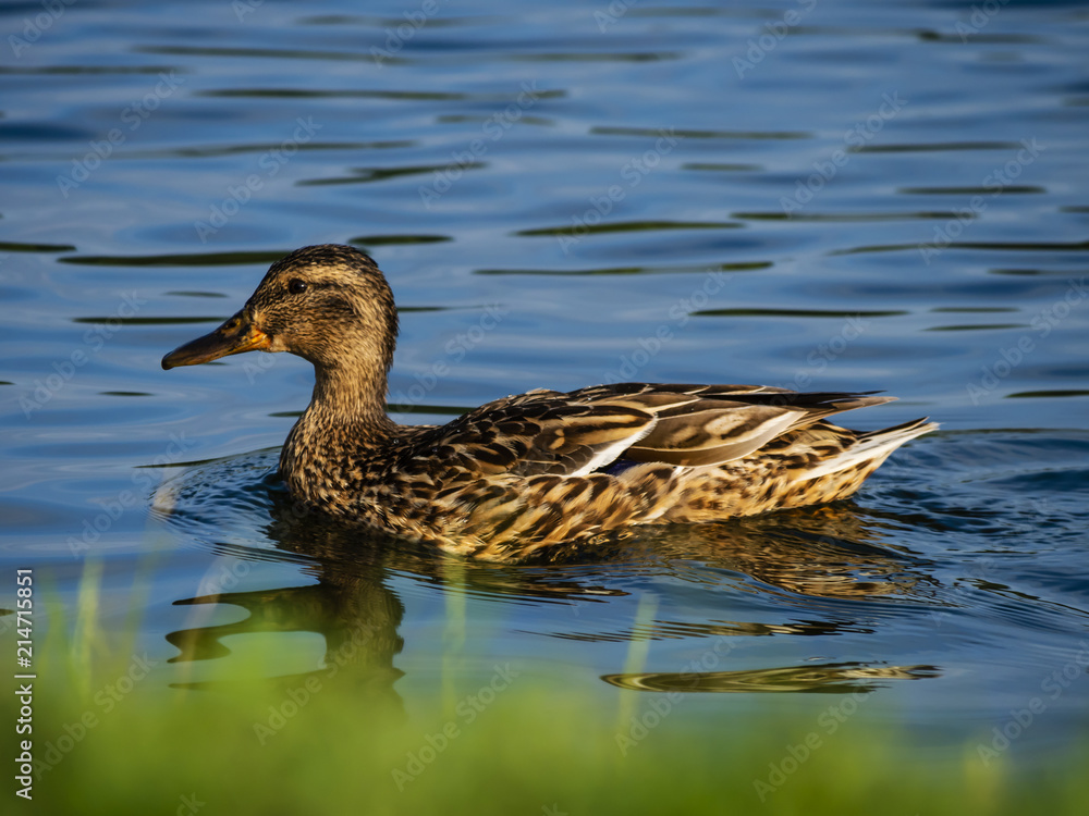 grey duck grey duck