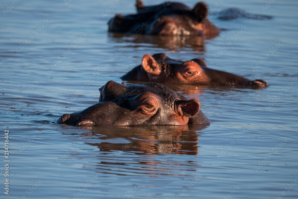 Fototapeta premium Hippo Pool in St Lucia, South Africa